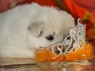 3 juni 2014 J nest misthy's friends puppy Teef Rood