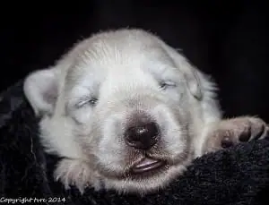 21 mei 2014 Pup Teef Rood