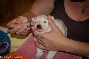 Pups worden ontwormd