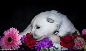 Vandaag zijn de pups ontwormd