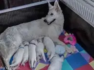 Vandaag zijn de pups ontwormd