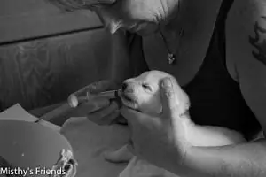 Vandaag zijn de pups ontwormd