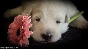 Vandaag zijn de pups ontwormd