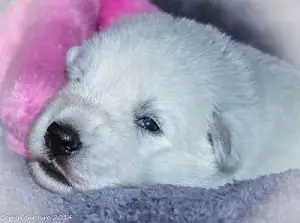 28 mei 2014 Misthy's Friends pup Geel (zwart)