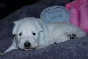 28 mei 2014 Misthy's Friends pup Reu groen nu bruin