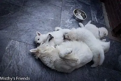Zwitserse witte herder Heaven aan het spelen met de pups