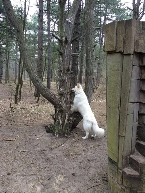 Misthy's Friend Isa in het bos