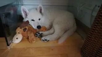 Misthy's Friend Ita Casper puppy