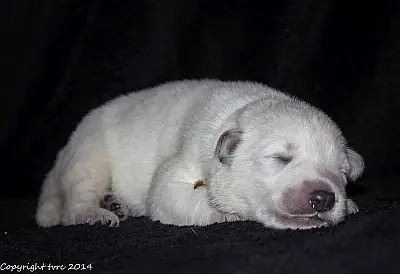 21 mei 2014 K-nest Enjoy pup Reu Goud 21 mei 2014 K-nest Enjoy pup Reu Goud