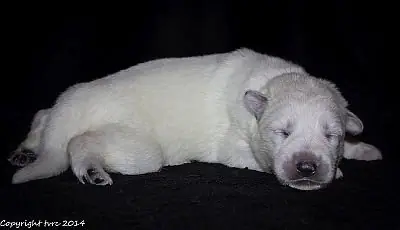 21 mei 2014 K-nest Enjoy pup Teef zonder bandje 21 mei 2014 K-nest Enjoy pup Teef zonder bandje