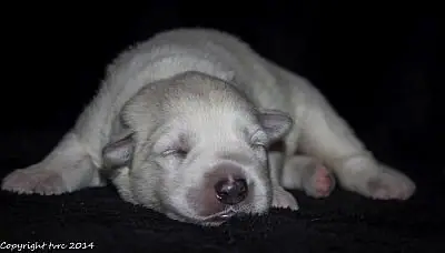 21 mei 2014 K-nest Enjoy pup Teef Wit 21 mei 2014 K-nest Enjoy pup Teef Wit