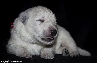 21 mei 2014 K-nest Enjoy pup Teef Rood 21 mei 2014 K-nest Enjoy pup Teef Rood