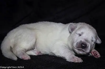 21 mei 2014 K-nest Enjoy pup Reu zonder bandje 21 mei 2014 K-nest Enjoy pup Reu zonder bandje