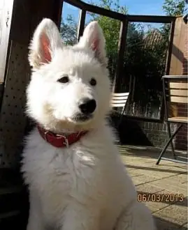 Misthy's Friend Indi pup Misthy's Friend Indi pup