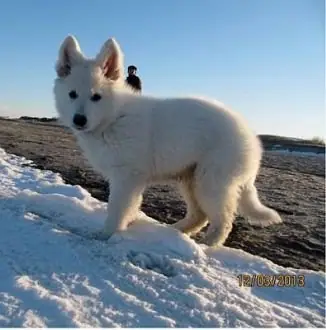 Misthy's Friend Indi sneeuw Misthy's Friend Indi sneeuw