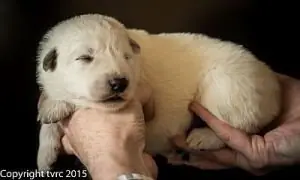 26 mei 2015 Misthy's Friends L nest pup Teef Paars 26 mei 2015 Misthy's Friends L nest pup Teef Paars