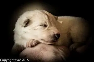 26 mei 2015 Misthy's Friends L nest pup Teef Wit 26 mei 2015 Misthy's Friends L nest pup Teef Wit