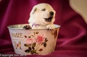 4 juni 2015 Misthy's Friend L nest pup Teef paars 4 juni 2015 Misthy's Friend L nest pup Teef paars