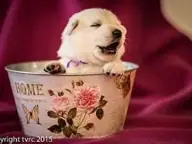 4 juni 2015 Misthy's Friend L nest pup Teef paars 4 juni 2015 Misthy's Friend L nest pup Teef paars