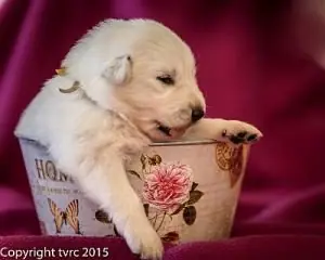 4 juni 2015 Misthy's Friend L nest pup Reu Goud 4 juni 2015 Misthy's Friend L nest pup Reu Goud
