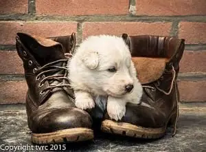 11 juni 2015 Misthy's Friends L nest pup Teef Wit 11 juni 2015 Misthy's Friends L nest pup Teef Wit
