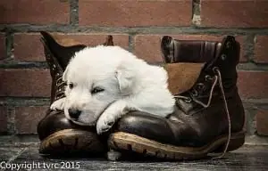 11 juni 2015 Misthy's Friends L nest pup Teef Paars 11 juni 2015 Misthy's Friends L nest pup Teef Paars