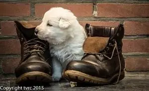 11 juni 2015 Misthy's Friends L nest pup Teef Zilver 11 juni 2015 Misthy's Friends L nest pup Teef Zilver