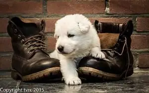11 juni 2015 Misthy's Friends L nest pup Reu Goud 11 juni 2015 Misthy's Friends L nest pup Reu Goud