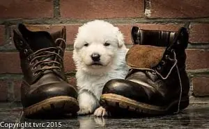 11 juni 2015 Misthy's Friends L nest pup Reu Roze 11 juni 2015 Misthy's Friends L nest pup Reu Roze