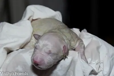 Zwitserse witte herder Misthy's Friend L nest geborenPup 1 Zwitserse witte herder Misthy's Friend L nest geborenPup 1
