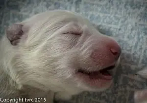 Misthy Friends L nest 24 mei 2015 pup Reu Roze Misthy Friends L nest 24 mei 2015 pup Reu Roze