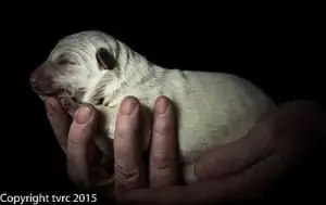 Misthy Friends L nest 24 mei 2015 pup Teef geen bandje Misthy Friends L nest 24 mei 2015 pup Teef geen bandje