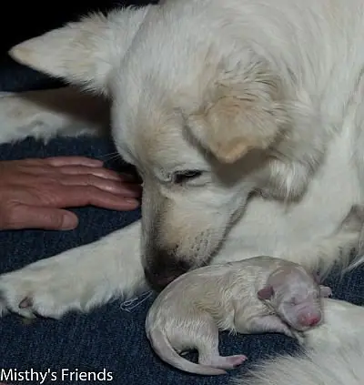 Zwitserse witte herder Misthy's Friend L nest geboren pup 2 Zwitserse witte herder Misthy's Friend L nest geboren pup 2