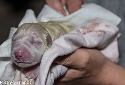 Zwitserse witte herder Misthy's Friend L nest geboren pup 3 Zwitserse witte herder Misthy's Friend L nest geboren pup 3
