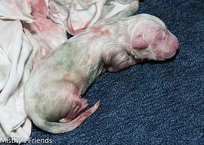 Zwitserse witte herder Misthy's Friend L nest geborenpup 4 Zwitserse witte herder Misthy's Friend L nest geborenpup 4