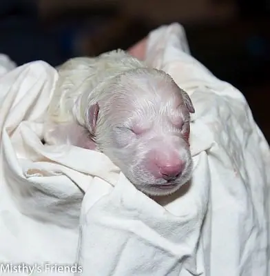 Zwitserse witte herder Misthy's Friend L nest geboren pup 5 Zwitserse witte herder Misthy's Friend L nest geboren pup 5