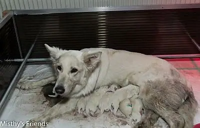 Zwitserse witte herder Misthy's Friend L nest geboren Zwitserse witte herder Misthy's Friend L nest geboren