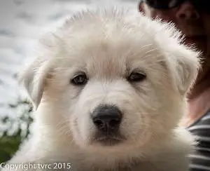 18 juni 2015 Misthy's Friends L nest pup Reu Bruin 18 juni 2015 Misthy's Friends L nest pup Reu Bruin