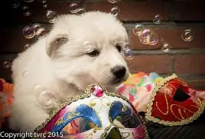 18 juni 2015 Misthy's Friends L nest pup Teef Wit 18 juni 2015 Misthy's Friends L nest pup Teef Wit