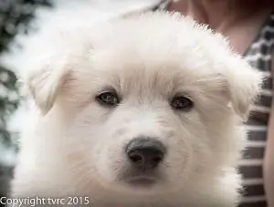 18 juni 2015 Misthy's Friends L nest pup Teef Wit 18 juni 2015 Misthy's Friends L nest pup Teef Wit