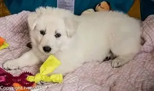 18 juni 2015 Misthy's Friends L nest pup Teef Rood 18 juni 2015 Misthy's Friends L nest pup Teef Rood
