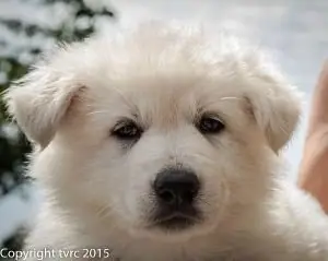 18 juni 2015 Misthy's Friends L nest pup Teef Rood Lotus Lola 18 juni 2015 Misthy's Friends L nest pup Teef Rood Lotus Lola