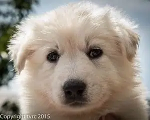 18 juni 2015 Misthy's Friends L nest pup Teef Blauw 18 juni 2015 Misthy's Friends L nest pup Teef Blauw