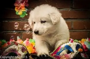 18 juni 2015 Misthy's Friends L nest pup Reu Zwart 18 juni 2015 Misthy's Friends L nest pup Reu Zwart