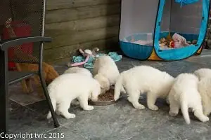 18 juni 2015 Misthy's Friends L nest pup 18 juni 2015 Misthy's Friends L nest pup
