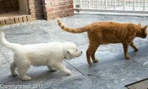 18 juni 2015 Misthy's Friends L nest pup 18 juni 2015 Misthy's Friends L nest pup