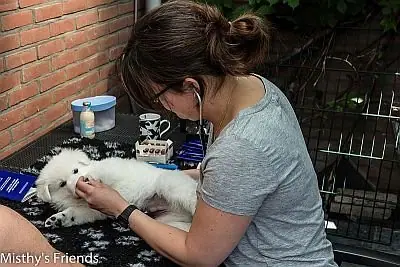 29 juni 2015 Dieren arts bezoek L nest pup Leeroy 29 juni 2015 Dieren arts bezoek L nest pup Leeroy