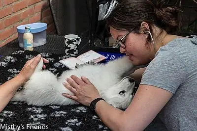 29 juni 2015 Dieren arts bezoek L nest pup Luke 29 juni 2015 Dieren arts bezoek L nest pup Luke