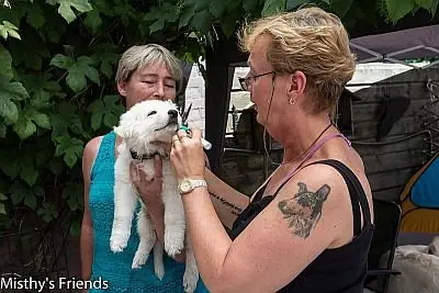 1 juli 2015 Zwitserse witte herder L nest Dierenarts bezoek pup Reu Zwart Lex 1 juli 2015 Zwitserse witte herder L nest Dierenarts bezoek pup Reu Zwart Lex
