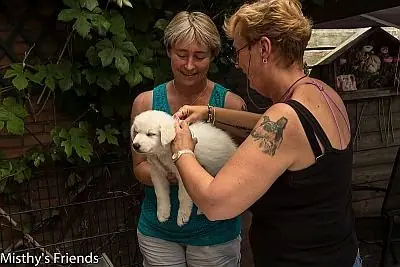 1 juli 2015 Zwitserse witte herder L nest Dierenarts bezoek pup Lady Belle 1 juli 2015 Zwitserse witte herder L nest Dierenarts bezoek pup Lady Belle